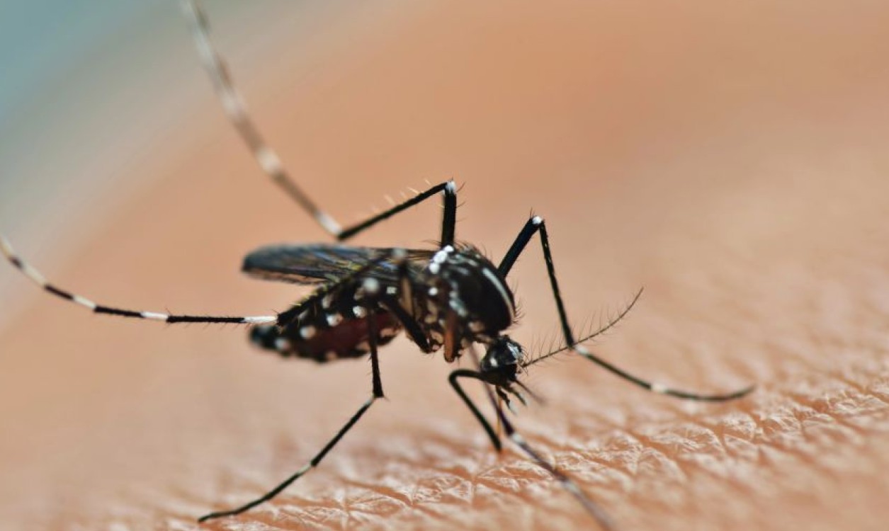 Comprendere la diffusione del virus dengue in Europa